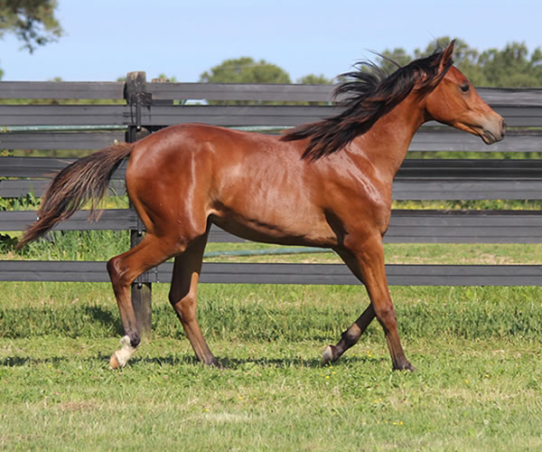 Royally Bred, 2014 filly (Thoroughbred x Royal Atheena) bred by Cre Run Farm